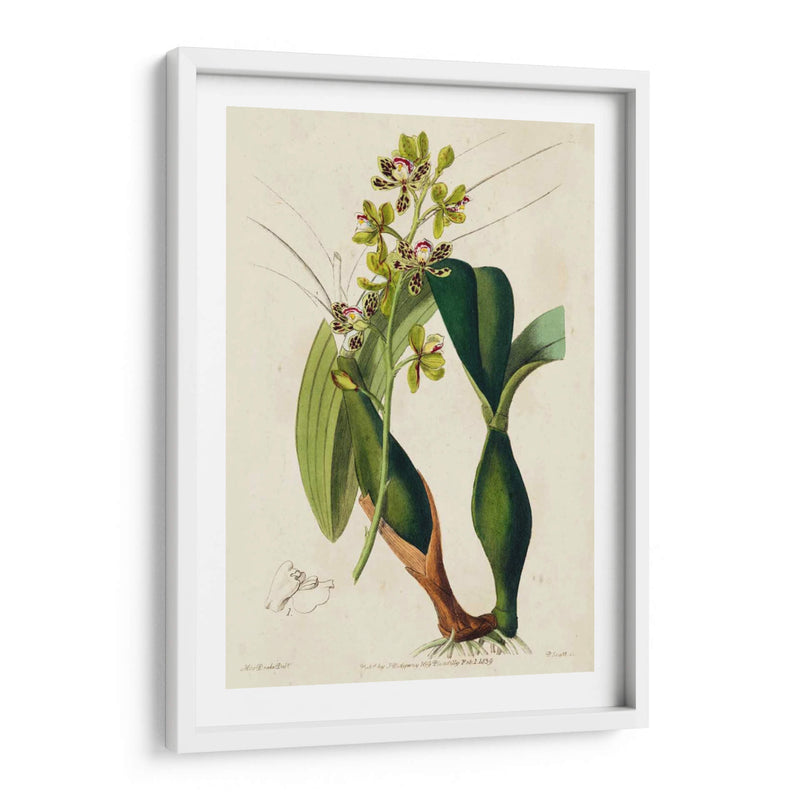 Orquídea Primavera Iii - Ridgeway | Cuadro decorativo de Canvas Lab