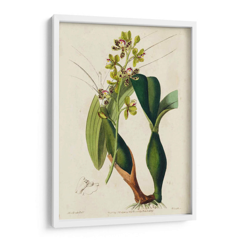 Orquídea Primavera Iii - Ridgeway | Cuadro decorativo de Canvas Lab