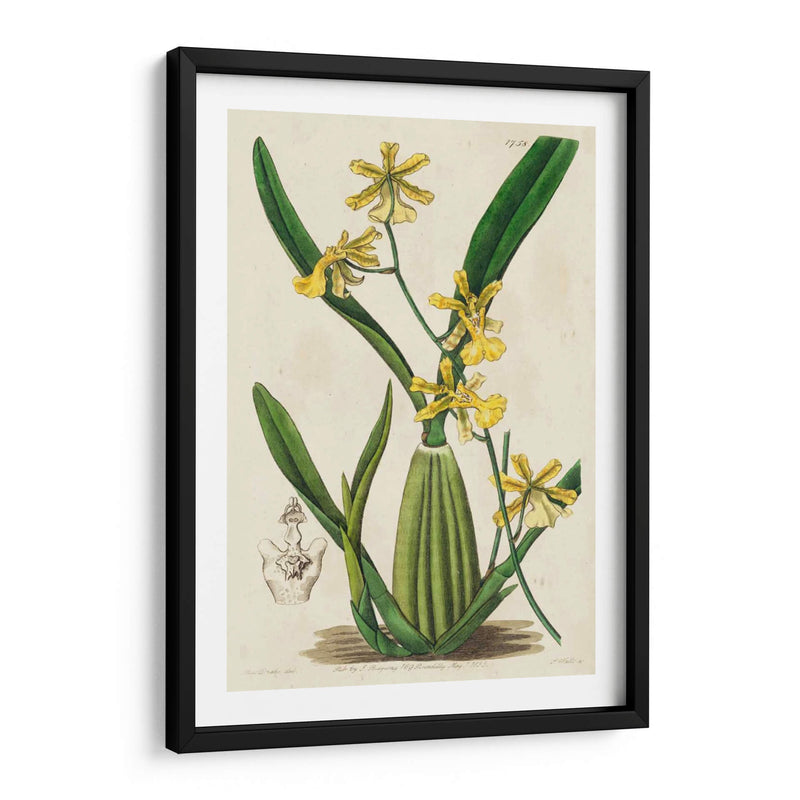 Orquídea Primavera Iv - Ridgeway | Cuadro decorativo de Canvas Lab