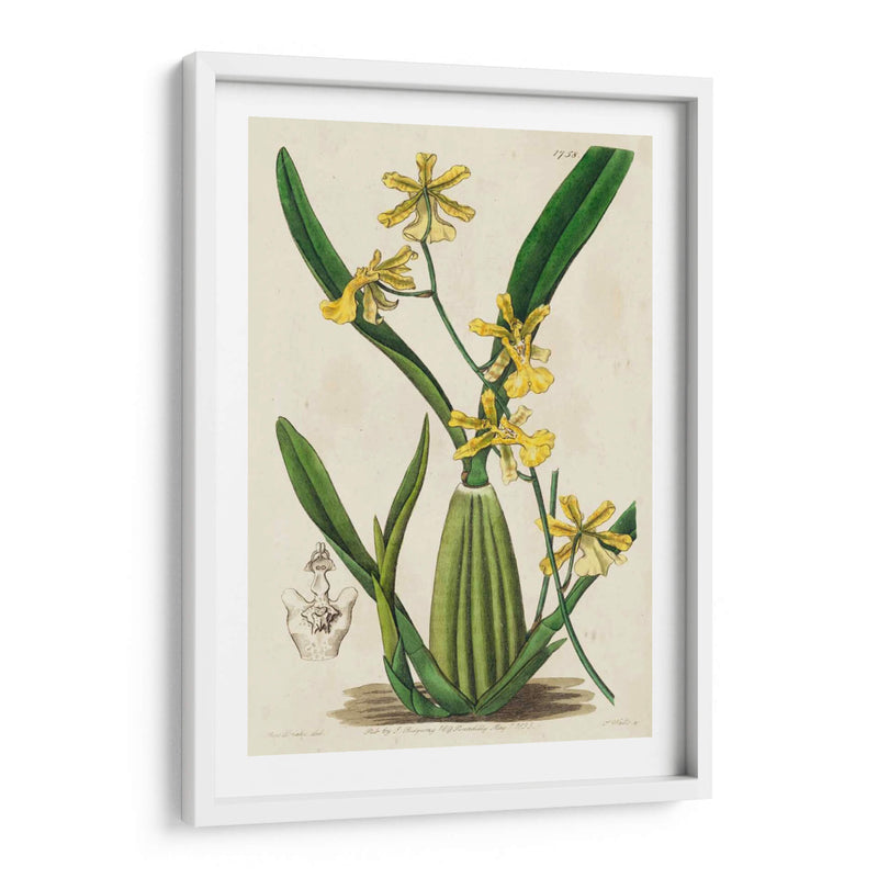 Orquídea Primavera Iv - Ridgeway | Cuadro decorativo de Canvas Lab