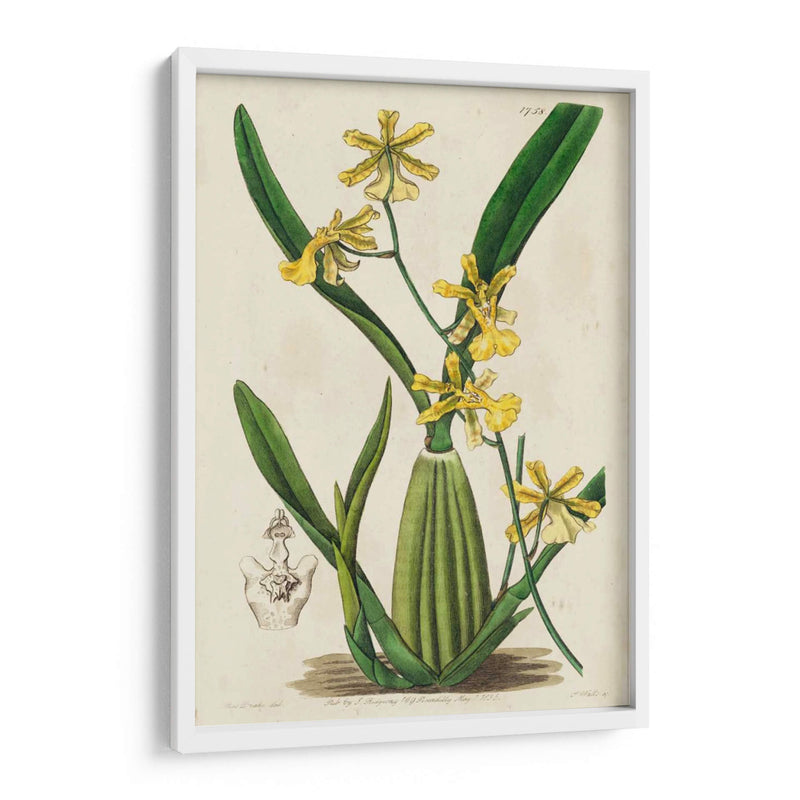 Orquídea Primavera Iv - Ridgeway | Cuadro decorativo de Canvas Lab