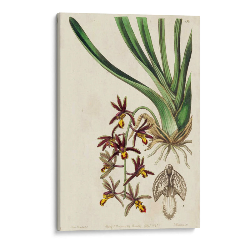 Orquídea Primavera V - Ridgeway | Cuadro decorativo de Canvas Lab