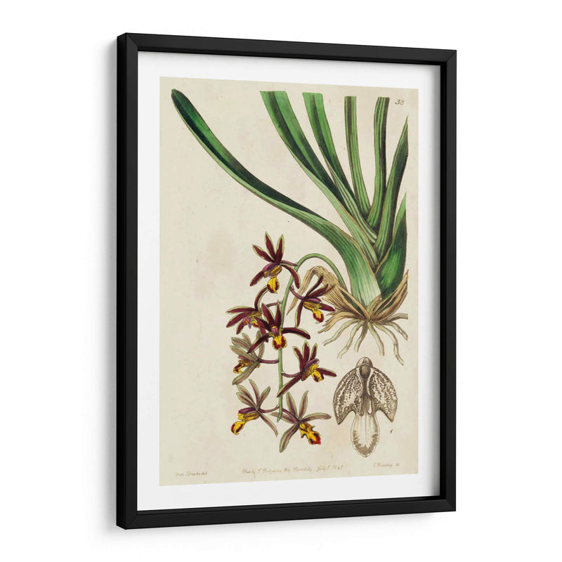 Orquídea Primavera V - Ridgeway | Cuadro decorativo de Canvas Lab