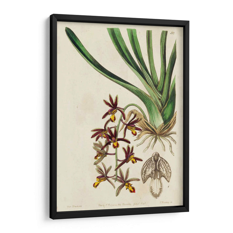 Orquídea Primavera V - Ridgeway | Cuadro decorativo de Canvas Lab