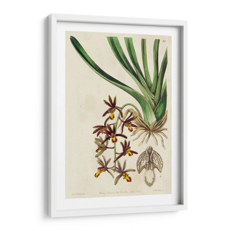 Orquídea Primavera V - Ridgeway | Cuadro decorativo de Canvas Lab