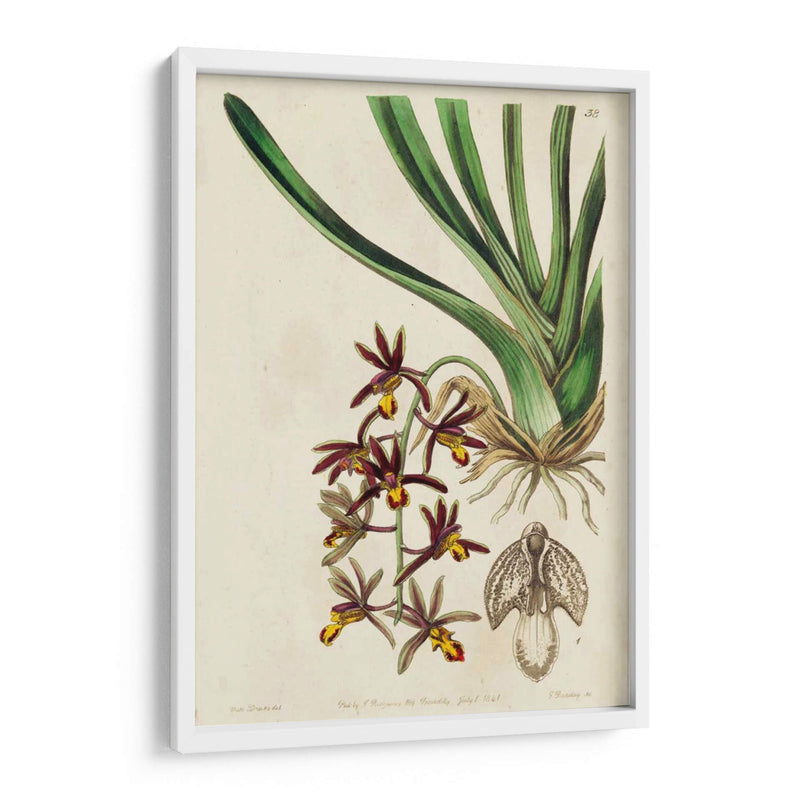 Orquídea Primavera V - Ridgeway | Cuadro decorativo de Canvas Lab