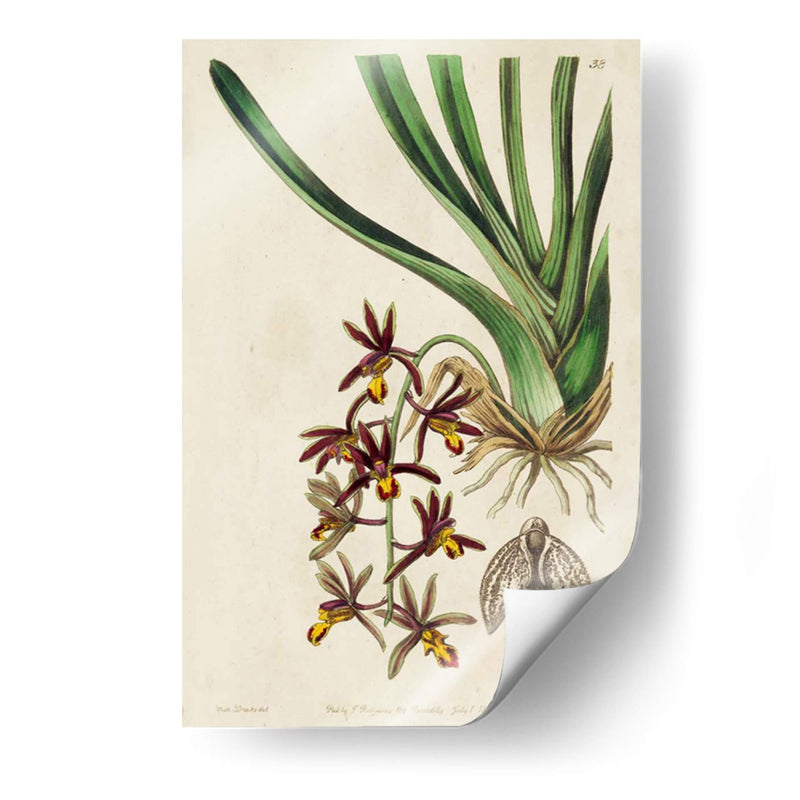 Orquídea Primavera V - Ridgeway | Cuadro decorativo de Canvas Lab