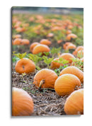 Huerto de calabazas - Amanda Abel | Cuadro decorativo de Canvas Lab