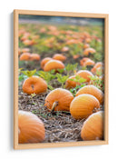 Huerto de calabazas - Amanda Abel | Cuadro decorativo de Canvas Lab