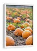 Huerto de calabazas - Amanda Abel | Cuadro decorativo de Canvas Lab