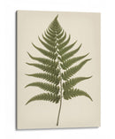 Dryopteris Filix Mas - Andreas Magnusson | Cuadro decorativo de Canvas Lab