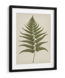 Dryopteris Filix Mas - Andreas Magnusson | Cuadro decorativo de Canvas Lab