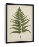 Dryopteris Filix Mas - Andreas Magnusson | Cuadro decorativo de Canvas Lab