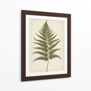 Dryopteris Filix Mas - Andreas Magnusson | Cuadro decorativo de Canvas Lab
