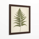 Dryopteris Filix Mas - Andreas Magnusson | Cuadro decorativo de Canvas Lab
