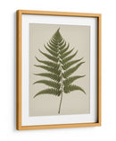 Dryopteris Filix Mas - Andreas Magnusson | Cuadro decorativo de Canvas Lab