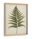 Dryopteris Filix Mas - Andreas Magnusson | Cuadro decorativo de Canvas Lab