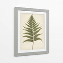 Dryopteris Filix Mas - Andreas Magnusson | Cuadro decorativo de Canvas Lab