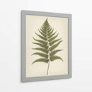 Dryopteris Filix Mas - Andreas Magnusson | Cuadro decorativo de Canvas Lab