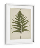 Dryopteris Filix Mas - Andreas Magnusson | Cuadro decorativo de Canvas Lab
