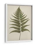Dryopteris Filix Mas - Andreas Magnusson | Cuadro decorativo de Canvas Lab