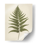 Dryopteris Filix Mas - Andreas Magnusson | Cuadro decorativo de Canvas Lab