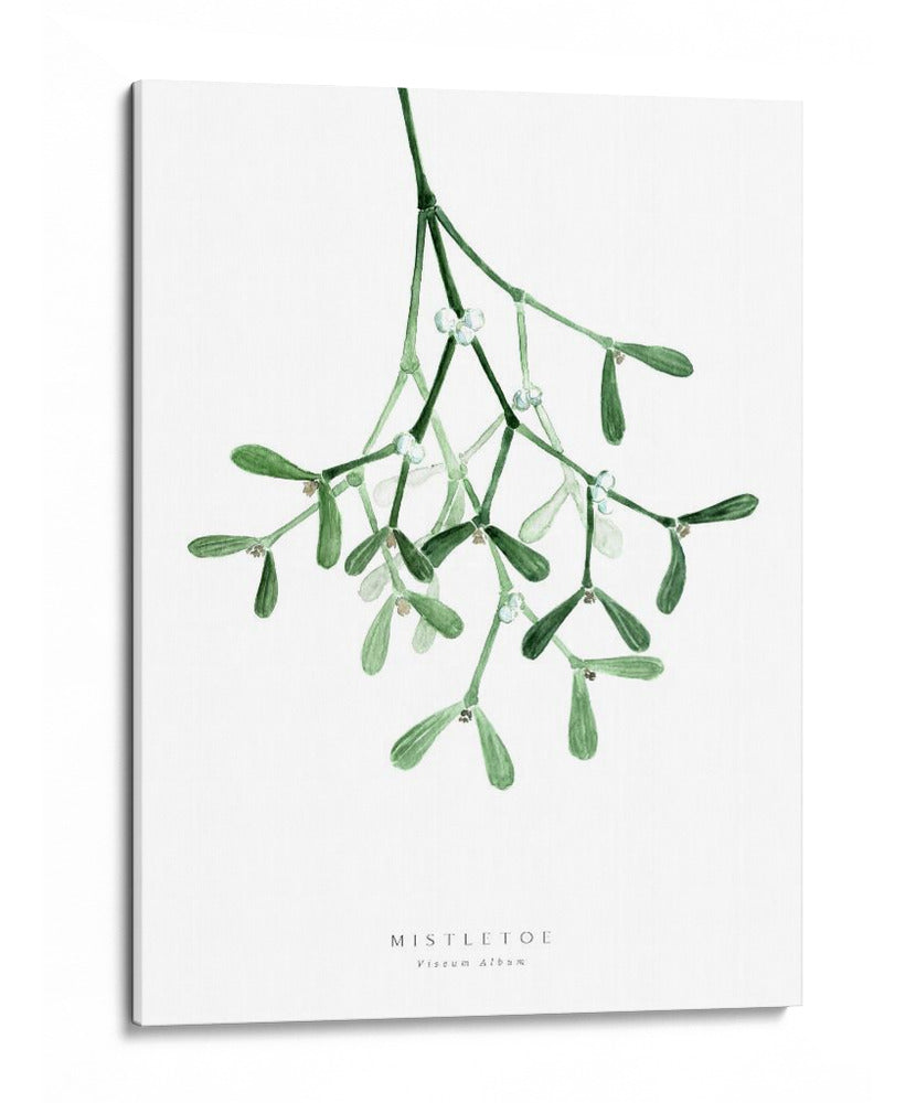 Muérdago de acuarela - Rosana Laiz Blursbyai | Cuadro decorativo de Canvas Lab