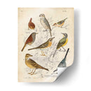 Reunión De Pájaros I - G. Lubbert | Cuadro decorativo de Canvas Lab