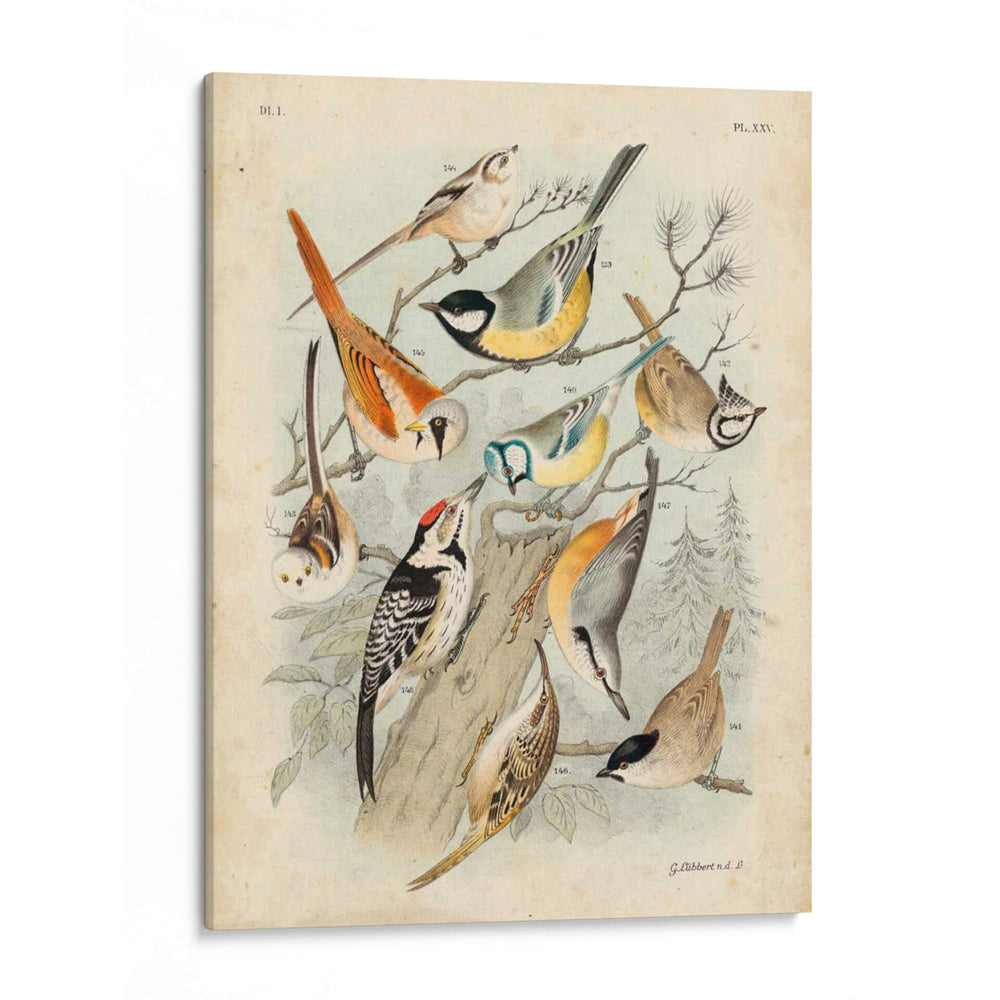 Reunión De Aves Ii - G. Lubbert | Cuadro decorativo de Canvas Lab