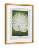 Pavo real - Recortado - Ohara Koson | Cuadro decorativo de Canvas Lab