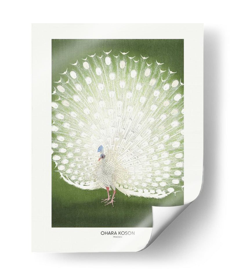 Pavo real - Recortado - Ohara Koson | Cuadro decorativo de Canvas Lab