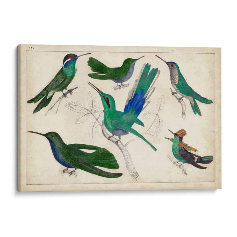 Hummingbird Gathering Ii | Cuadro decorativo de Canvas Lab