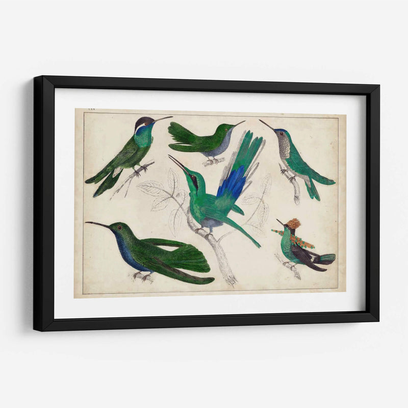 Hummingbird Gathering Ii | Cuadro decorativo de Canvas Lab