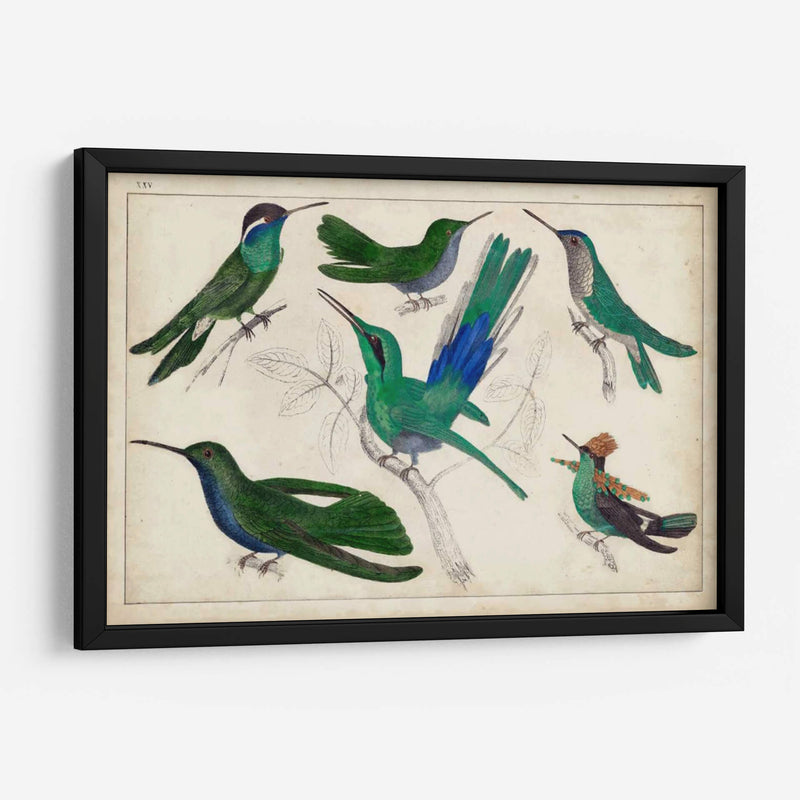 Hummingbird Gathering Ii | Cuadro decorativo de Canvas Lab