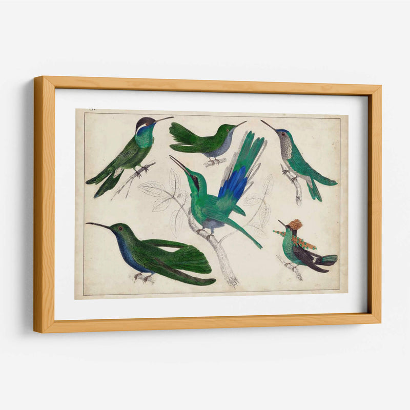 Hummingbird Gathering Ii | Cuadro decorativo de Canvas Lab