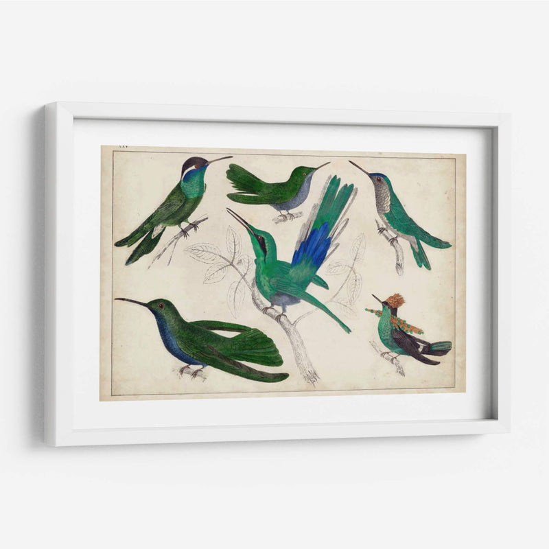 Hummingbird Gathering Ii | Cuadro decorativo de Canvas Lab