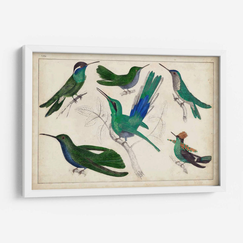 Hummingbird Gathering Ii | Cuadro decorativo de Canvas Lab