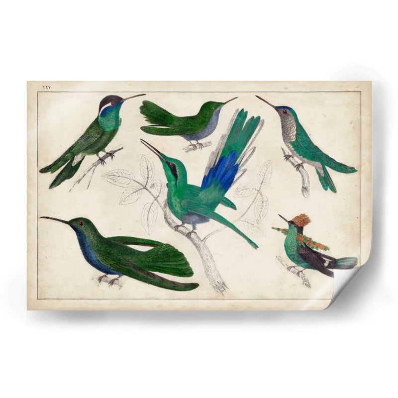 Hummingbird Gathering Ii | Cuadro decorativo de Canvas Lab