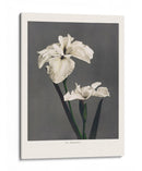 Lirio Kabmpferi - Ogawa Kazumasa | Cuadro decorativo de Canvas Lab