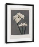 Lirio Kabmpferi - Ogawa Kazumasa | Cuadro decorativo de Canvas Lab