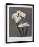 Lirio Kabmpferi - Ogawa Kazumasa | Cuadro decorativo de Canvas Lab