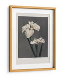 Lirio Kabmpferi - Ogawa Kazumasa | Cuadro decorativo de Canvas Lab