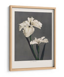 Lirio Kabmpferi - Ogawa Kazumasa | Cuadro decorativo de Canvas Lab