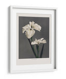 Lirio Kabmpferi - Ogawa Kazumasa | Cuadro decorativo de Canvas Lab