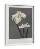 Lirio Kabmpferi - Ogawa Kazumasa | Cuadro decorativo de Canvas Lab