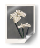 Lirio Kabmpferi - Ogawa Kazumasa | Cuadro decorativo de Canvas Lab