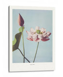 Flor de Loto - Ogawa Kazumasa | Cuadro decorativo de Canvas Lab