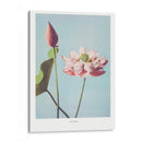 Flor de Loto II - Ogawa Kazumasa | Cuadro decorativo de Canvas Lab