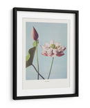 Flor de Loto - Ogawa Kazumasa | Cuadro decorativo de Canvas Lab