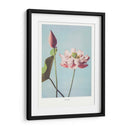 Flor de Loto II - Ogawa Kazumasa | Cuadro decorativo de Canvas Lab